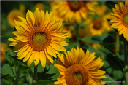 Natur07