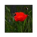 Natur11