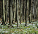 Natur20